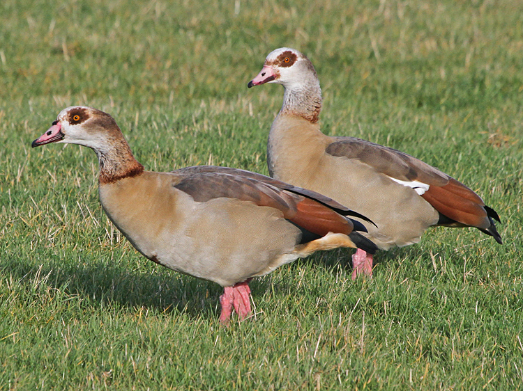 Egyptian Geese Diet